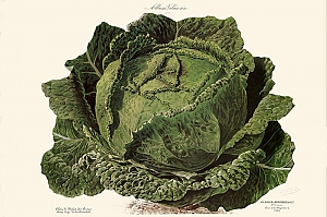 brassica oleracea L. convar